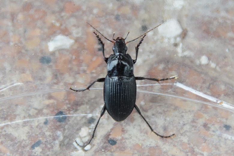 Carabidae: Calathus fuscipes